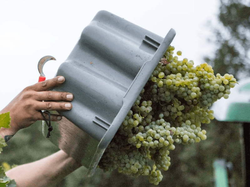 Napa Valley, California: Favorite Wines For The&nbsp;Summer